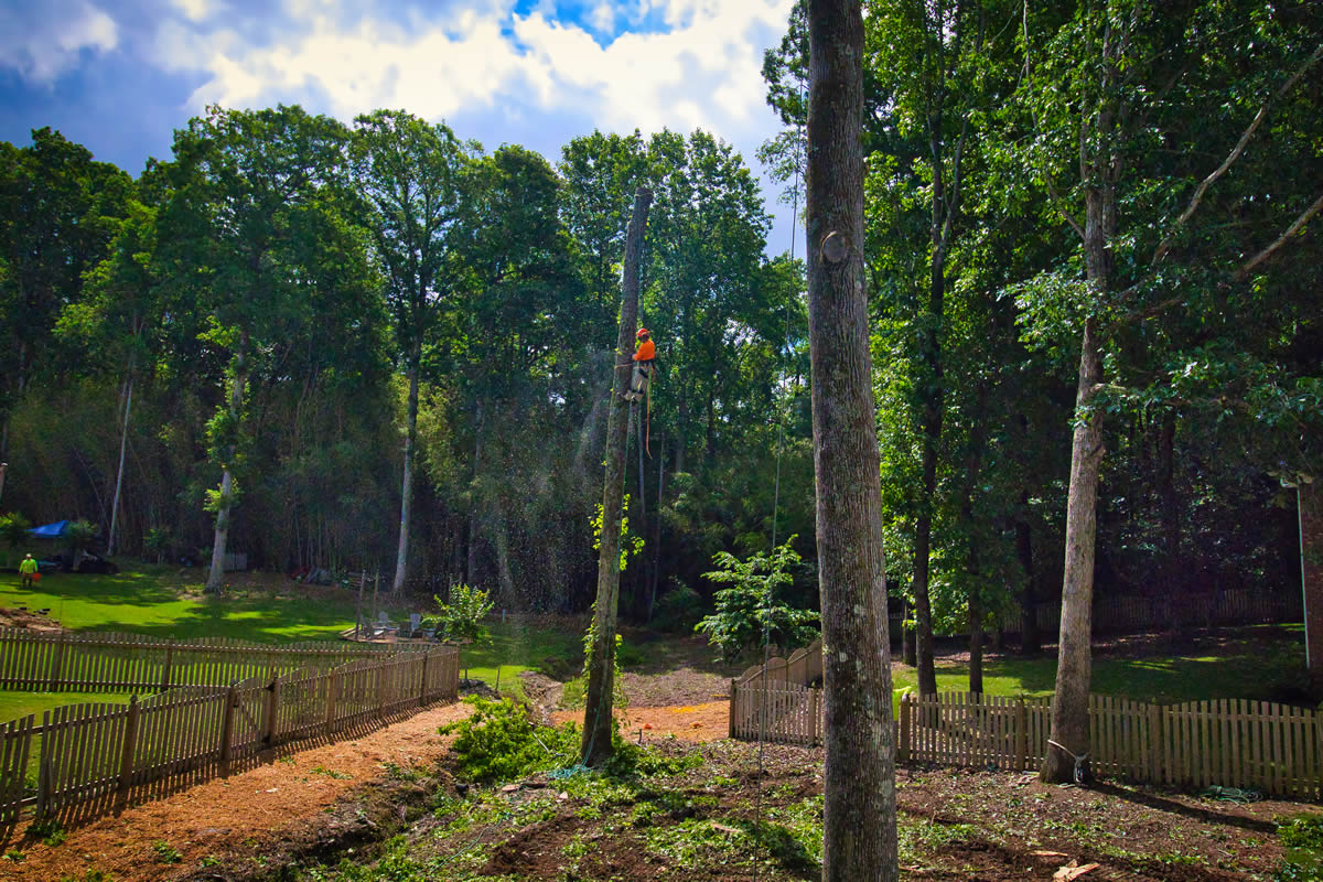 Arborists in Loganville, GA