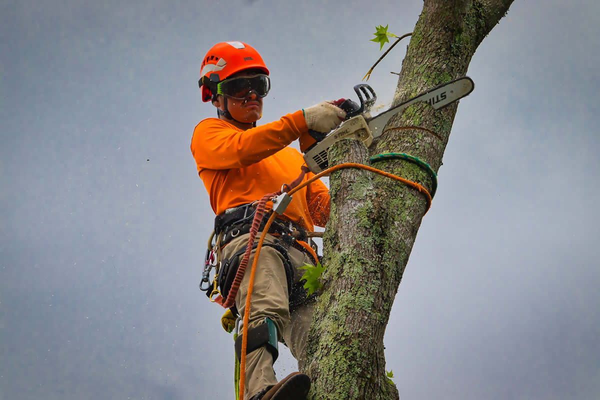 Arborists in Sugar Hill, GA