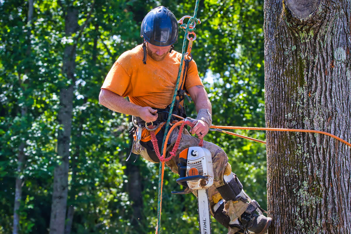 Arborists in Monroe, GA