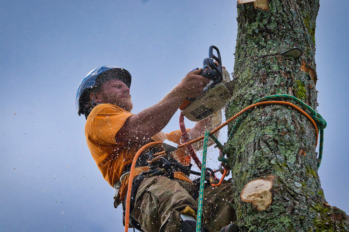 Arborist in Grayson, GA