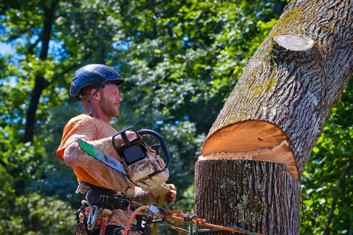 Arborist in Dacula, GA