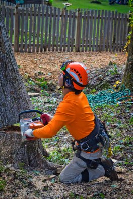 Emergency Tree Removal