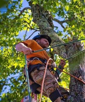 Tree Removal